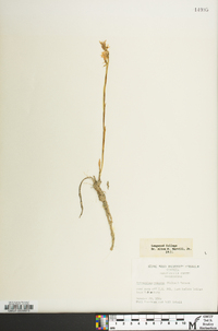 Spiranthes cernua image