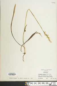 Spiranthes cernua image