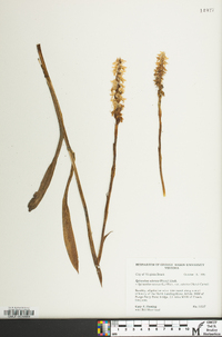 Spiranthes odorata image