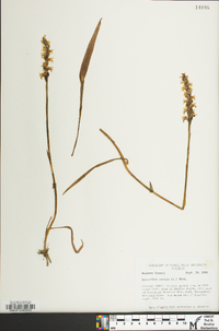 Spiranthes cernua image