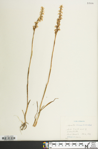 Spiranthes cernua image