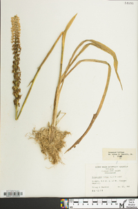 Spiranthes cernua image