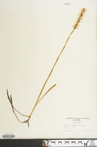 Spiranthes cernua image