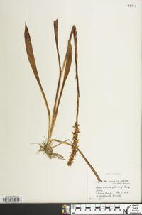 Spiranthes cernua image