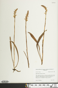 Spiranthes cernua image