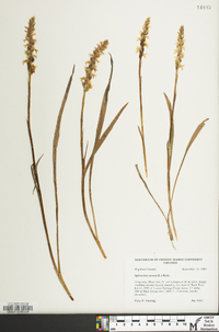 Spiranthes cernua image