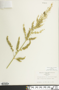 Echinochloa muricata var. microstachya image