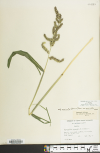 Echinochloa muricata var. muricata image