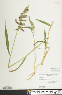 Echinochloa muricata var. muricata image