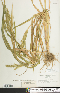 Echinochloa muricata var. muricata image