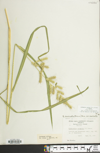 Echinochloa muricata var. muricata image