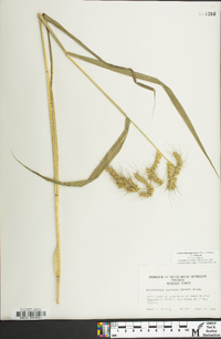 Echinochloa muricata var. muricata image