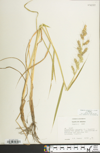 Echinochloa muricata var. muricata image