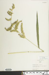 Echinochloa muricata var. muricata image