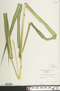 Echinochloa muricata var. muricata image