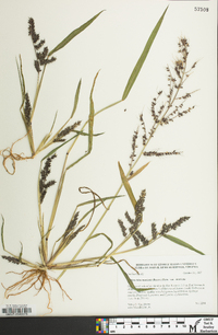 Echinochloa muricata var. muricata image