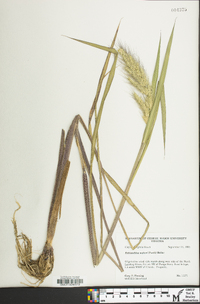 Echinochloa walteri image