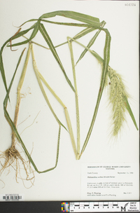 Echinochloa walteri image