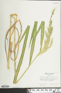 Echinochloa walteri image