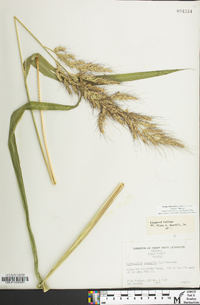 Echinochloa walteri image