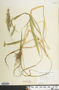 Echinochloa walteri image