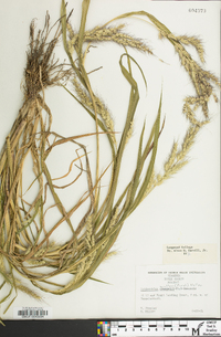 Echinochloa walteri image