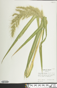 Echinochloa walteri image