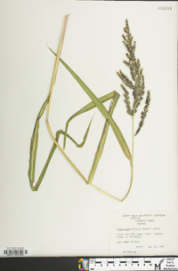 Echinochloa walteri image