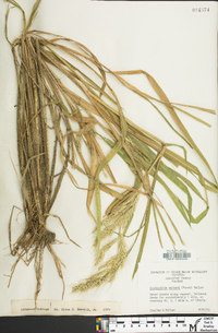 Echinochloa walteri image