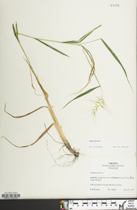 Elymus hystrix image