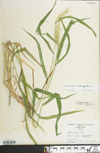 Elymus macgregorii image