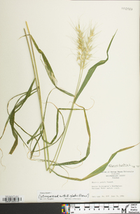 Elymus hystrix image