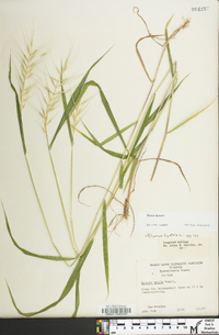 Elymus hystrix image