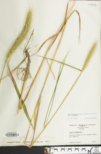 Elymus glabriflorus image