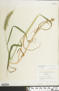 Elymus glabriflorus image