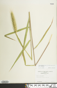 Elymus glabriflorus image