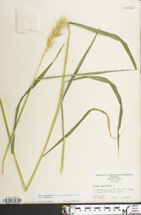 Elymus glabriflorus image