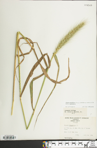 Elymus glabriflorus image