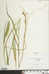 Elymus glabriflorus image