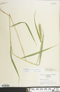 Elymus virginicus var. intermedius image