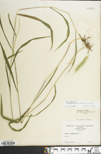 Elymus villosus image