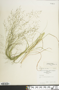 Eragrostis capillaris image