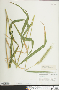 Elymus riparius image