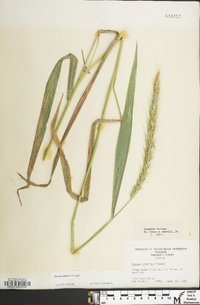 Elymus riparius image