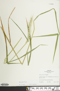 Elymus riparius image