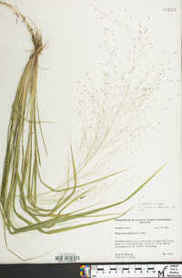 Eragrostis capillaris image