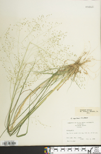 Eragrostis capillaris image