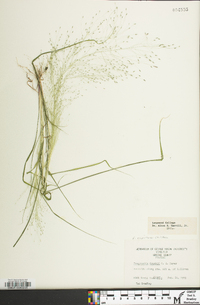 Eragrostis capillaris image