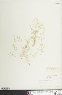 Eragrostis hypnoides image