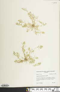 Eragrostis hypnoides image